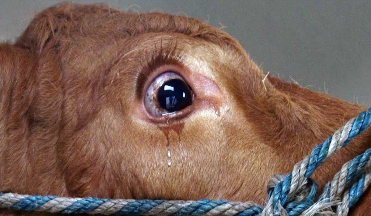 V – É ASSIM QUE AS COISAS…