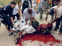 paz e amor bicho-10.jpg.thumb