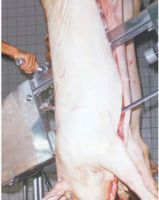 paz e amor bicho-11.jpg.thumb