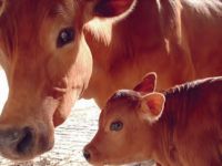 paz e amor bicho-12.jpg.thumb