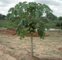 paz e amor bicho-28.jpg.thumb