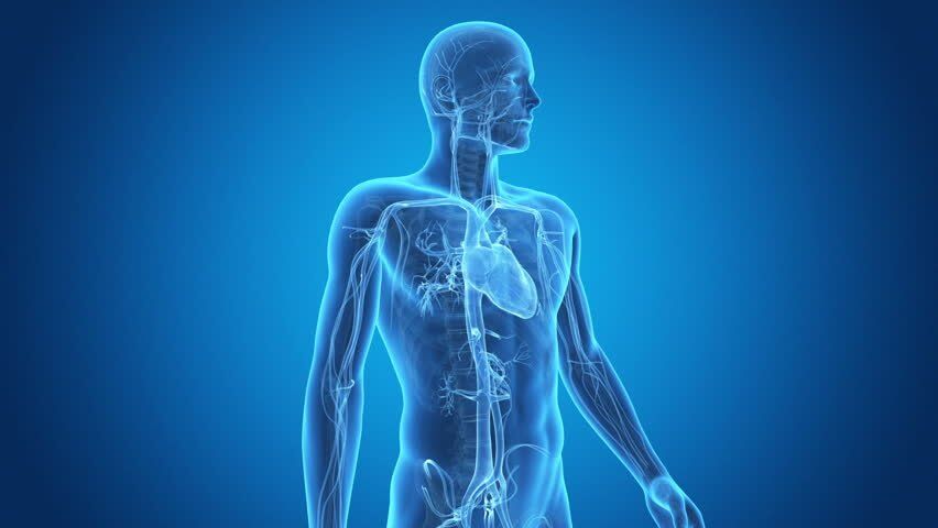 CONSTITUIÇÃO DO CORPO HUMANO