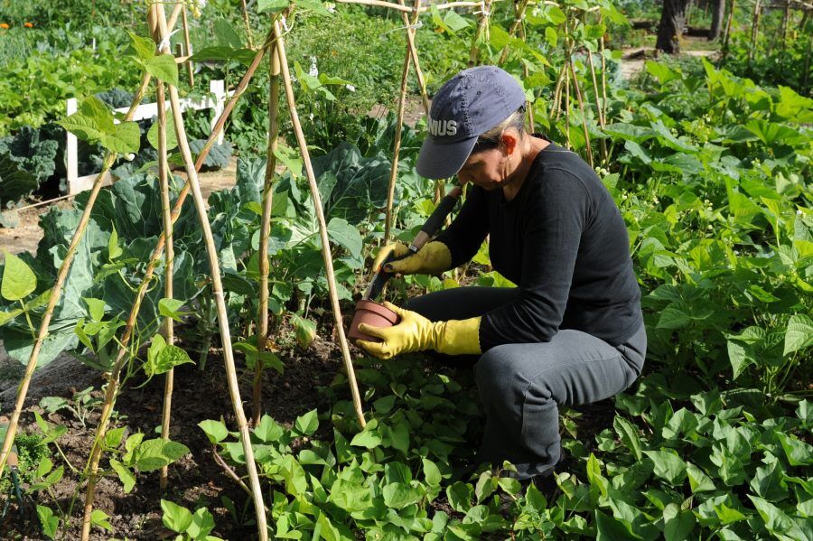 ÉTICA E PRINCÍPIOS DA PERMACULTURA