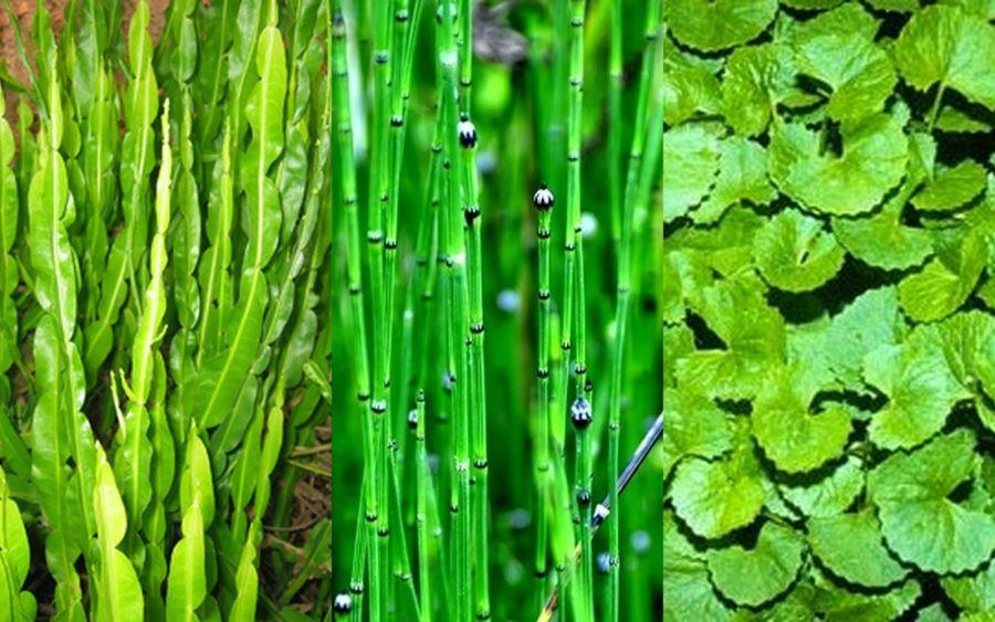 FITOTERAPIA NO BRASIL