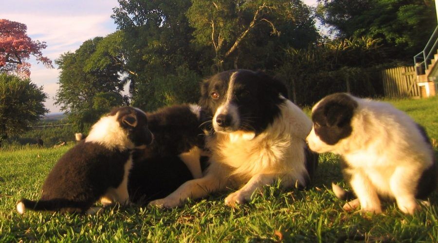 HOMEOPATIA VETERINÁRIA