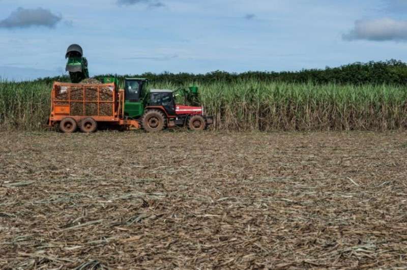 ALERTA – Votação para liberação do plantio de cana na Amazônia